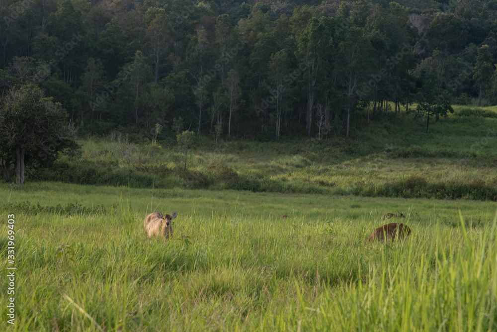 Thung ka mang : Deers in the green grass meadow with forest and cloudy background in Thung ka mang . Phu khiao conservation area , Thailand Thung ka mang : Deers in the green grass meadow with forest and cloudy background in Thung ka mang . Phu khiao conservation area , Thailand