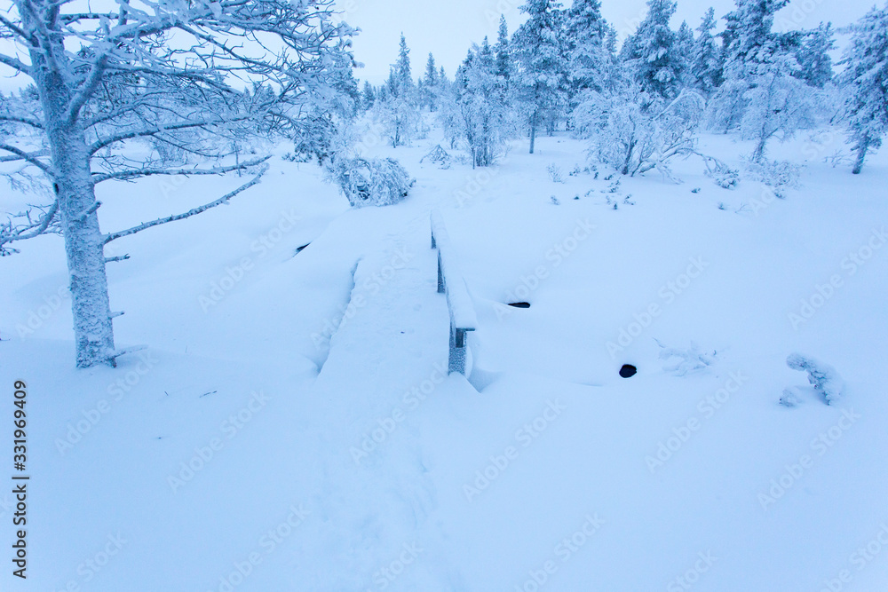 A frozen landscape during winter in Lapland A frozen landscape during winter in Lapland