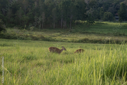 Thung ka mang    Deers in the green grass meadow  with forest and cloudy background  in  Thung ka mang . Phu khiao  conservation area   Thailand 