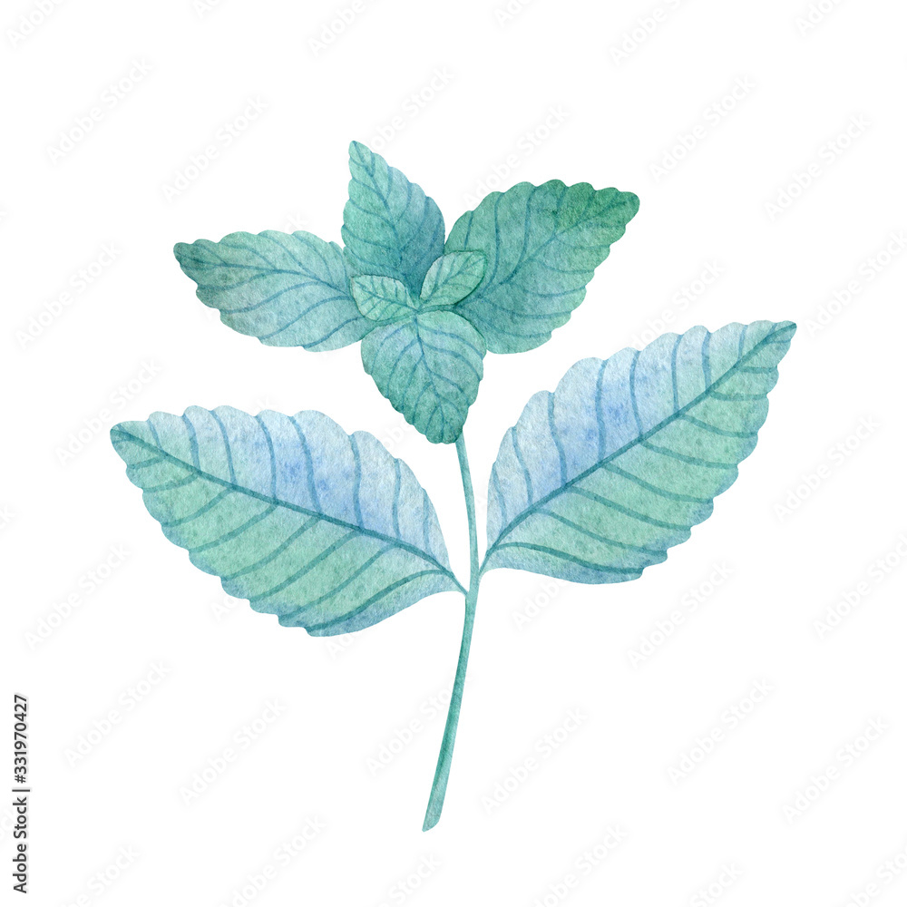 Mint color. Fresh painted sprig isolated on white background. Green watercolor leaves. Hand-drawn illustration of wild herb. Single object Mint color. Fresh painted sprig isolated on white background. Green watercolor leaves. Hand-drawn illustration of wild herb. Single object