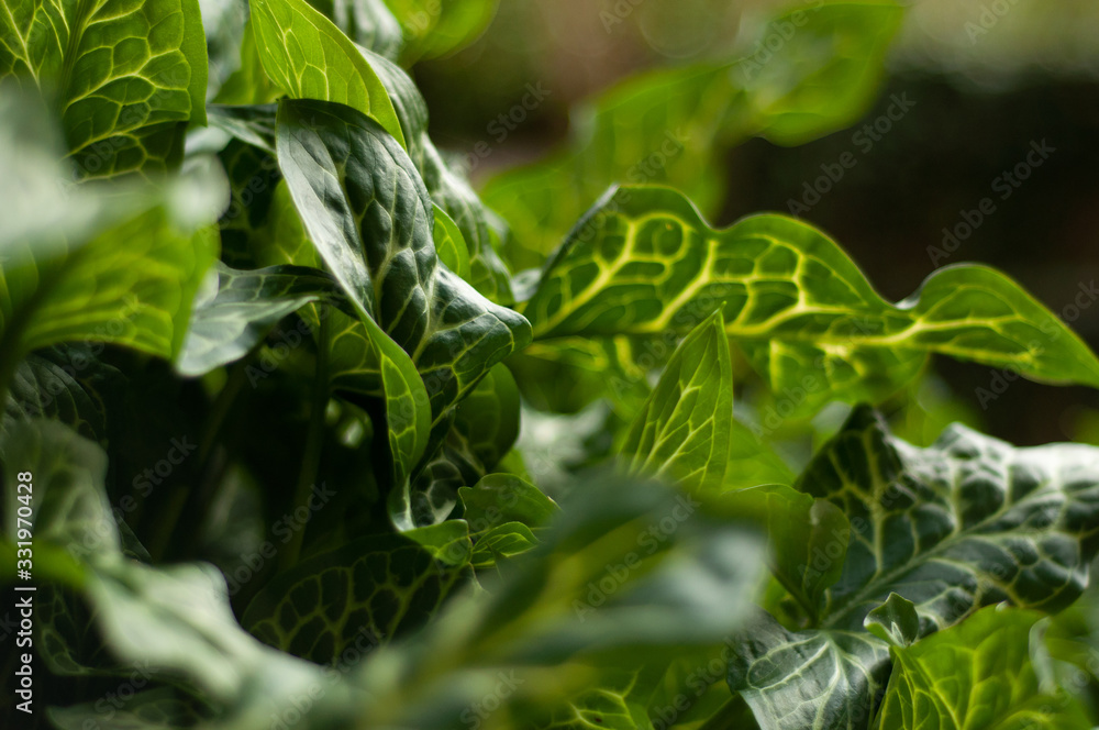 Obraz premium green leaf close up