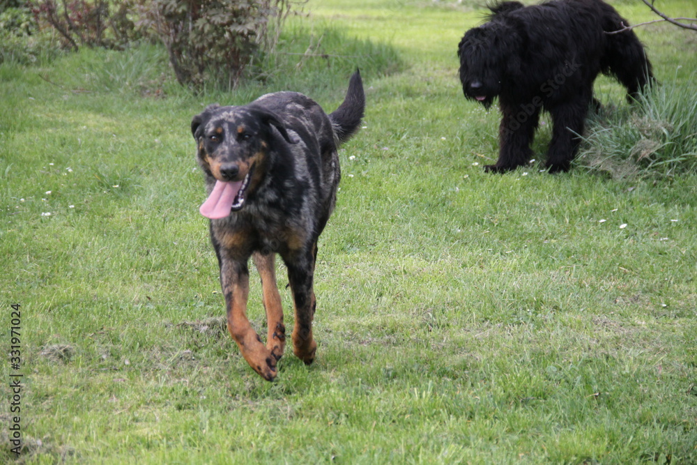 Sheepdogs domestic garden puppy playing together Sheepdogs domestic garden puppy playing together