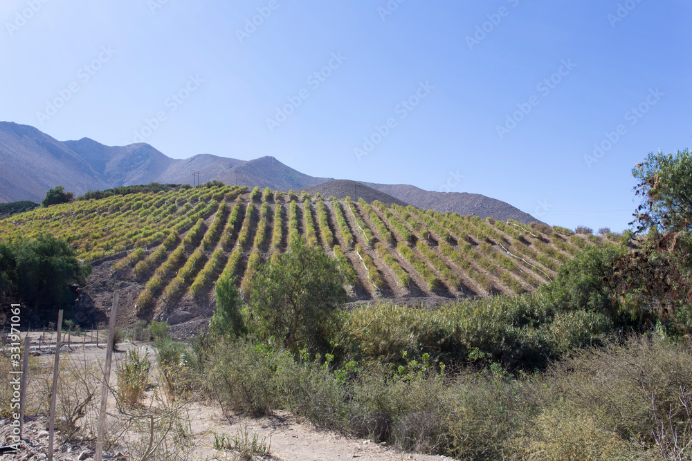 Grape fields in Pisco Elqui