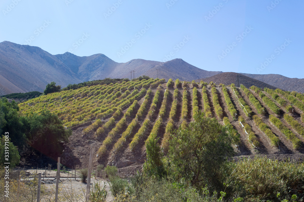Grape fields in Pisco Elqui