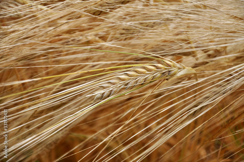 Background of barley ears
