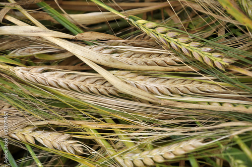 Background of barley ears