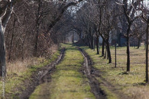 old dirt road and trees photographed on a sunny day