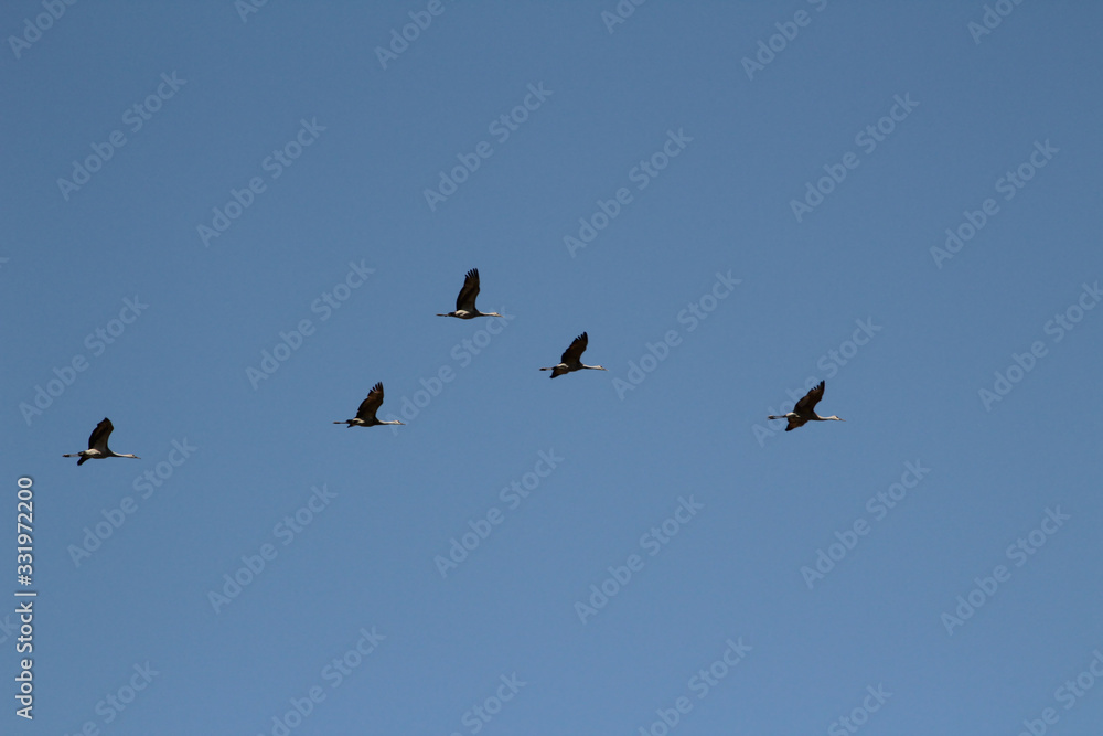 Five Sandhill Cranes in Flight Formation