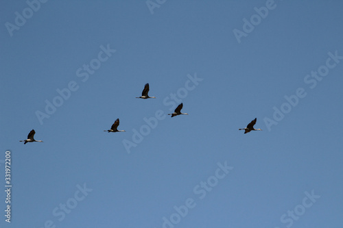 Five Sandhill Cranes in Flight Formation © Deborah