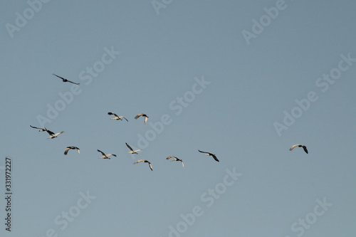 Flock of Sandhill Cranes