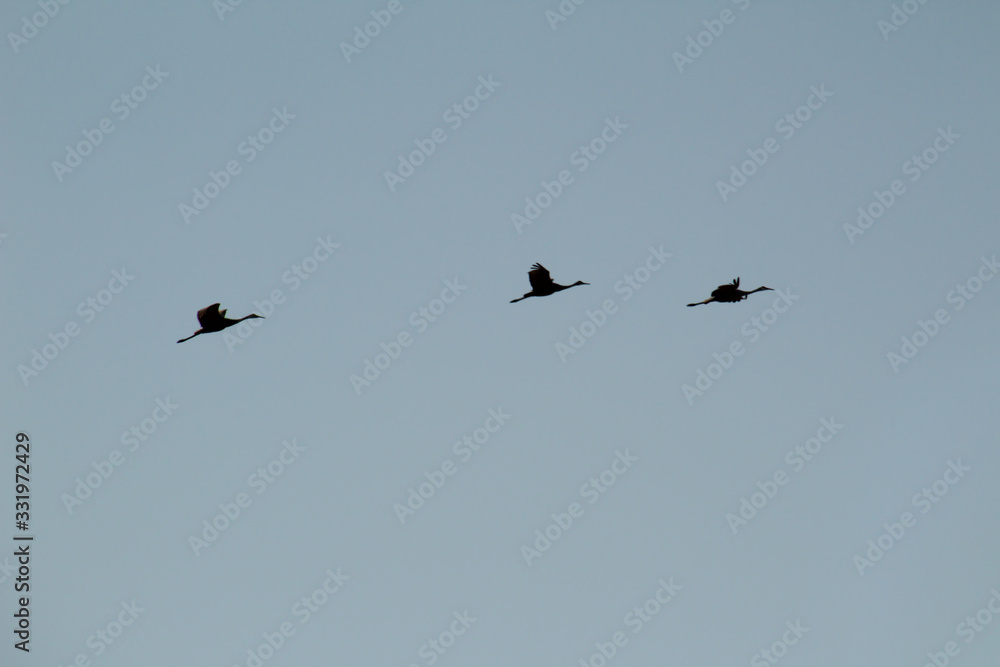 Silhouette of Cranes in Flight