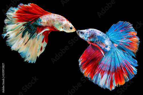 The moving moment beautiful of red and blue siamese betta fish or fancy betta splendens fighting fish in thailand on black background. Thailand called Pla-kad or half moon biting fish.