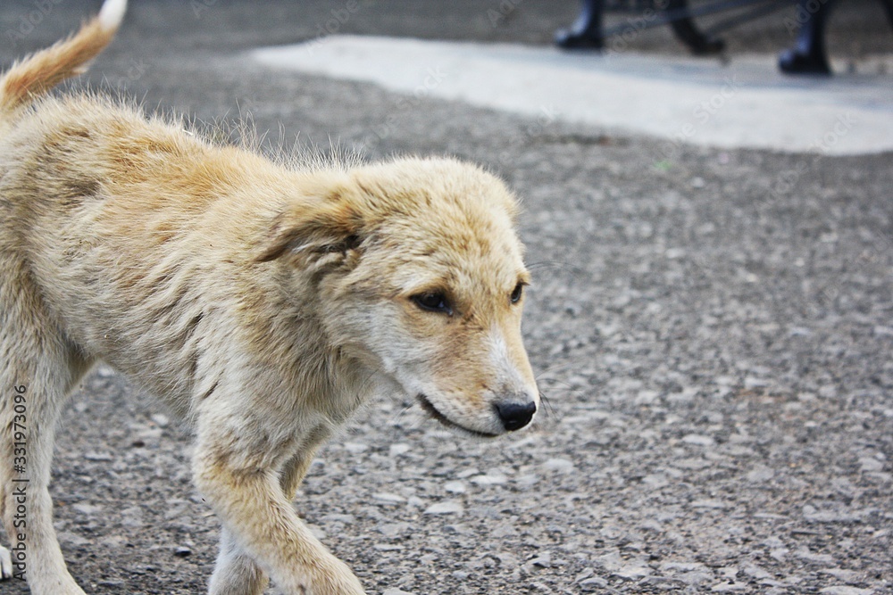 Fototapeta premium Portrait of a stray puppy