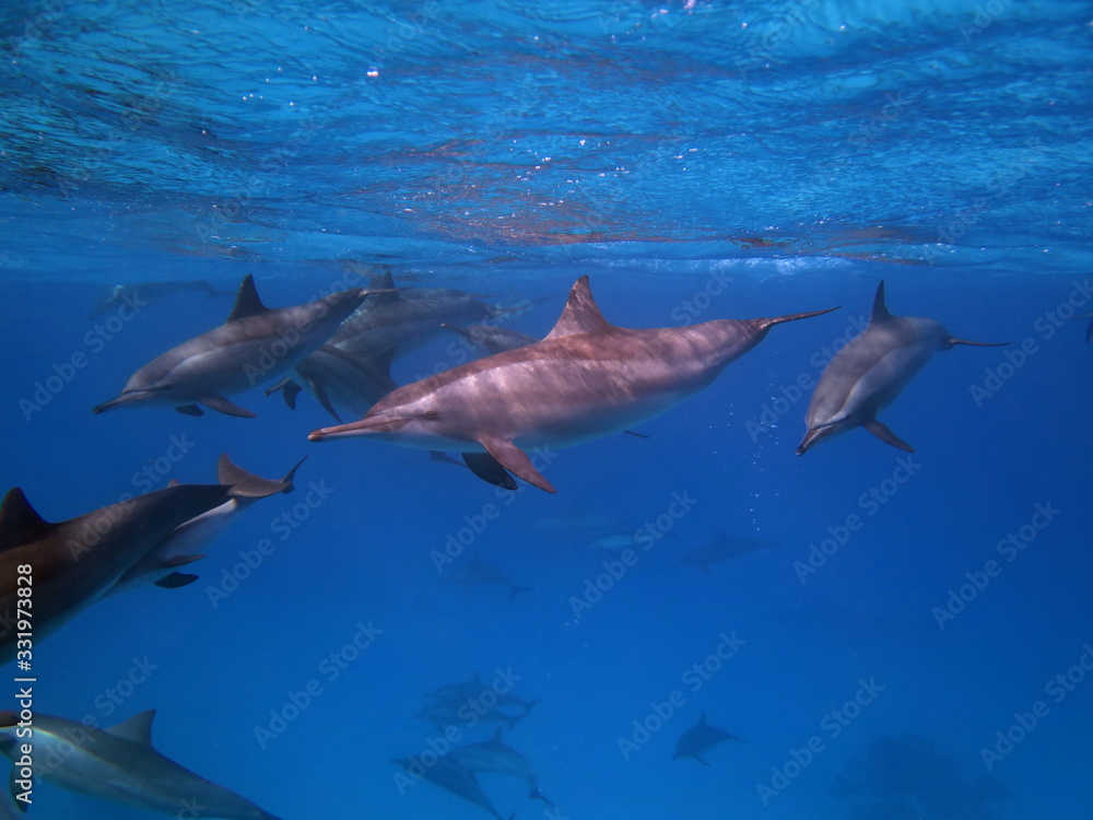 Fototapeta premium dauphin