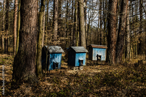 Bee hives in the forest. Old bee hives. Background.