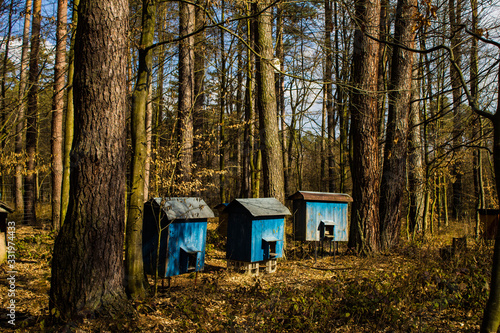 Bee hives in the forest. Old bee hives. Background. © Olga