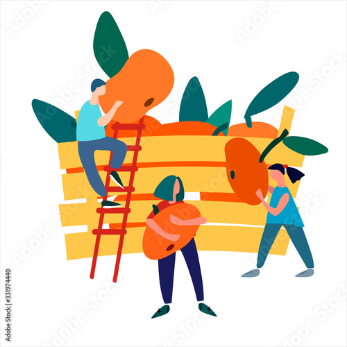 People picking mandarins into wooden crate. Harvesting concept. Agritourism concept. Pick-your-own concept. Fresh fruit concept. Hand drawn vector illustration in abstract flat style