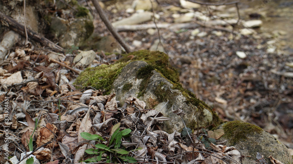 Moss growing on stone in forest in Medven / Bulgaria. Moss growing on stone in forest in Medven / Bulgaria.