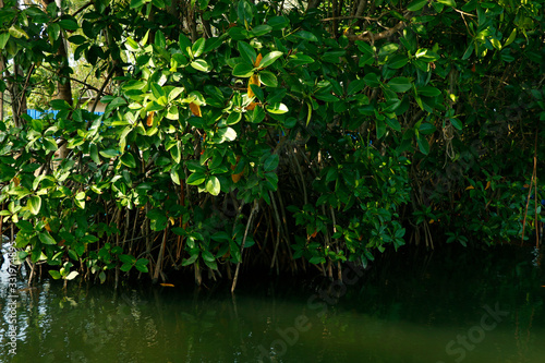 A row of mangroves in lagoon water in the sunshine of summer in a tropical climate