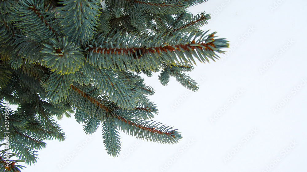 blue spruce. branch on a white background.