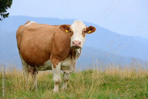 Kuh auf der Almweide