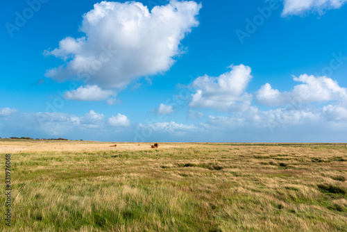 Landscape with salt marshes and Scottish highland cattle near St