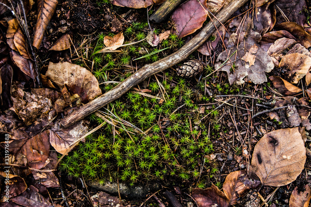 Green grass on a background of brown leaves. Background. Texture. Green grass on a background of brown leaves. Background. Texture.
