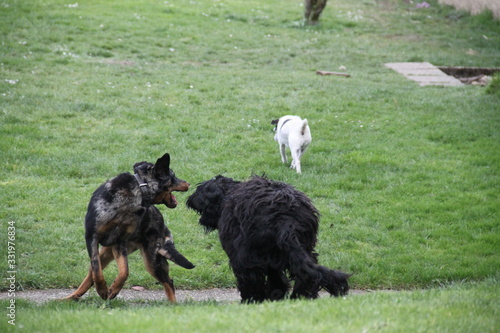 Sheepdogs domestic garden puppy playing together