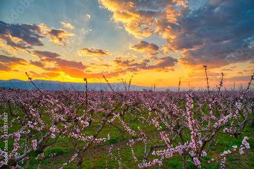  orchard of peach trees in bloomed in spring