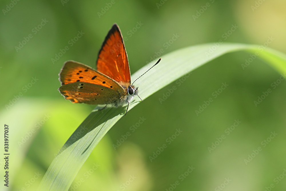 Fototapeta premium Lycaena virgaureae, known as scarce copper, a butterfly from Finland