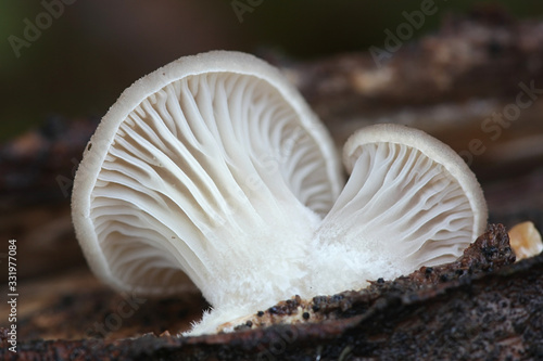 Pleurotus ostreatus, known as the pearl oyster mushroom or winter oyster, wild edible fungus from Finland