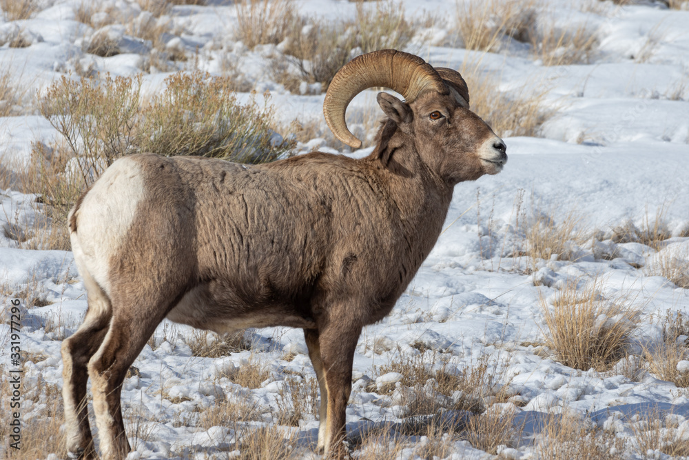 Bighorn Sheep Ram in Snow in Wyoming in Winter Bighorn Sheep Ram in Snow in Wyoming in Winter