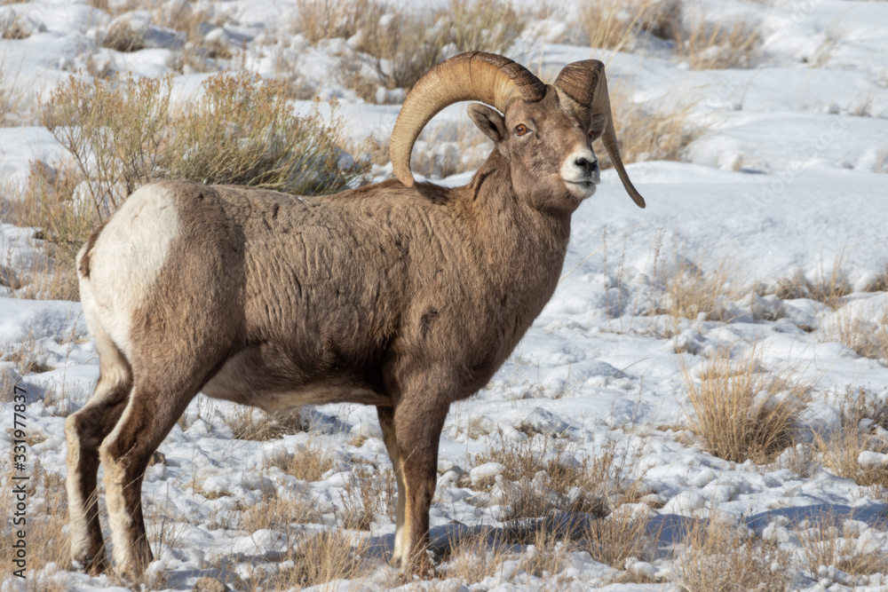 Bighorn Sheep Ram in Snow in Wyoming in Winter Bighorn Sheep Ram in Snow in Wyoming in Winter