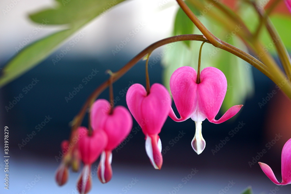 Fototapeta premium bleeding heart flower
