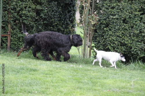 Fototapeta Naklejka Na Ścianę i Meble -  Sheepdogs domestic garden puppy playing together