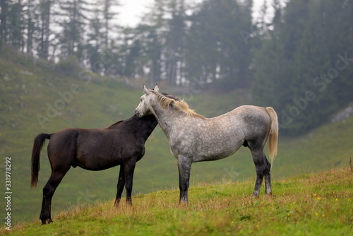 Freunde auf der Pferdeweide. Rappe und Schimmel beknappern sich auf der Weide © Grubärin