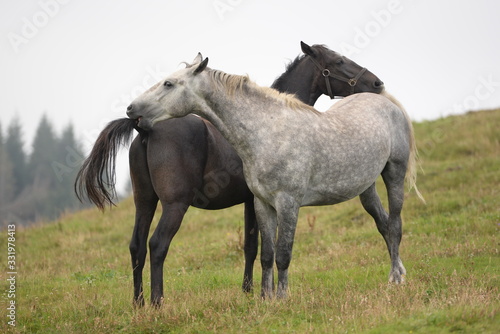 Freunde auf der Pferdeweide. Rappe und Schimmel beknappern sich auf der Weide © Grubärin