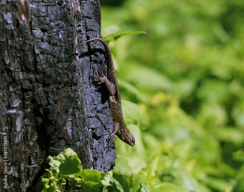 Lizard on burned tree