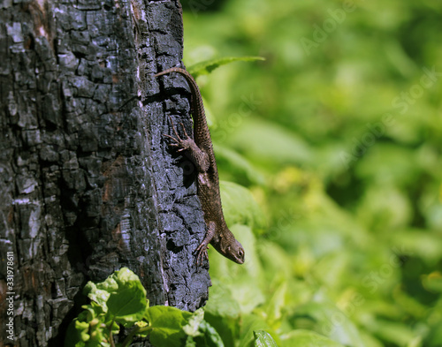 Lizard on burned tree