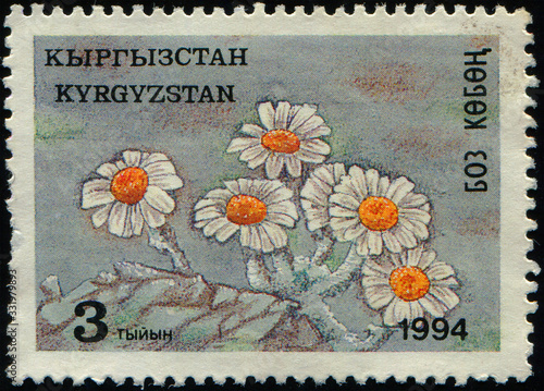 KYRGYZSTAN - CIRCA 1994: stamp 3 Kyrgyzstani tyiyn printed in Kyrgyzstan shows Chrysanthemum leontopodium, High-mountain Flowers of Tyan-Shan series, circa 1994 photo