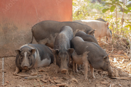 Pigs at a Farm in Goa India © ROGER LIMA