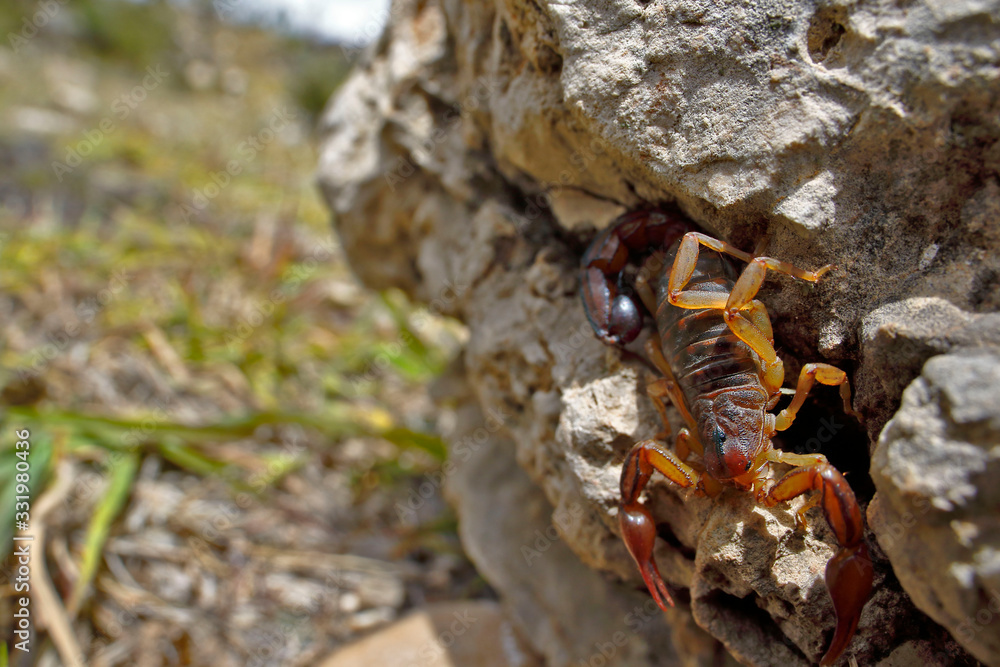 Scorpion perched on a rock and registered in its natural environment of unknown species. Scorpion perched on a rock and registered in its natural environment of unknown species.