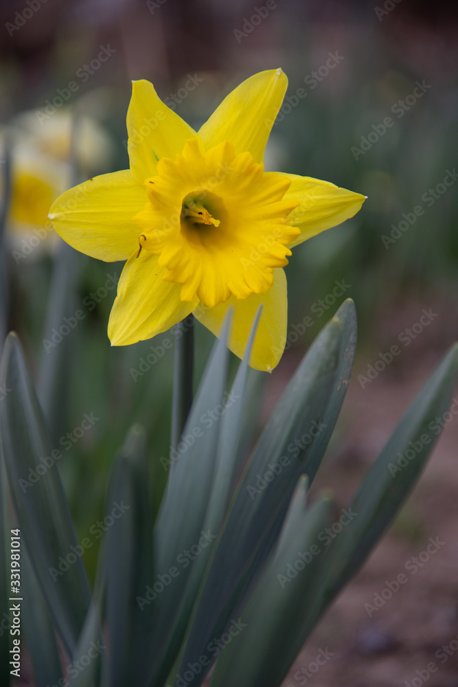 yellow daffodils on blue background yellow daffodils on blue background