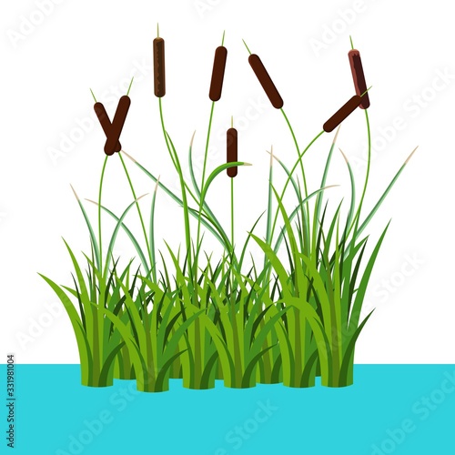 Bunch of reed bushes in the water vector illustration isolated on white. Cartoon props and landscape decoration