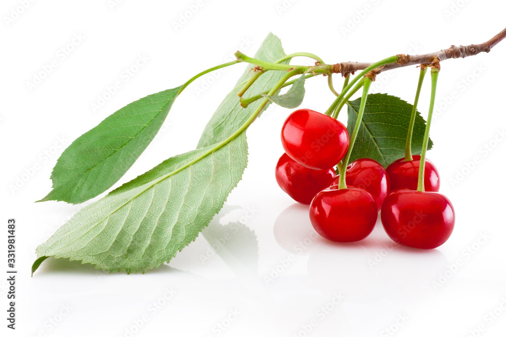 Cherry branch with leaf isolated on white background Cherry branch with leaf isolated on white background