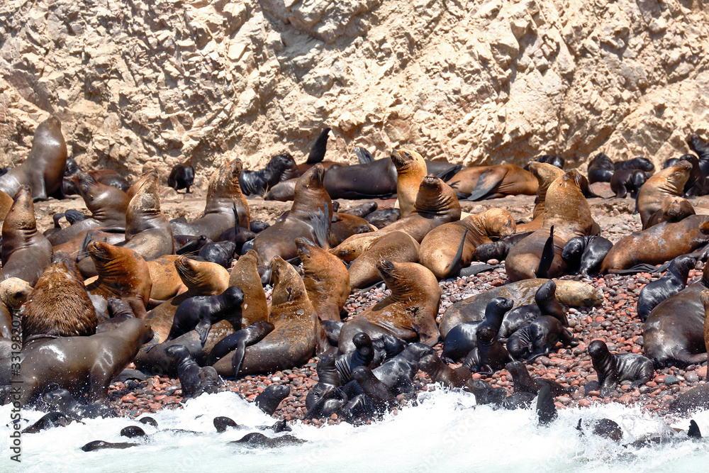 Wild colony of sea lions (Otaria flavescens) on the shore of the Ballestas Islands in Paracas, Peru. Wild colony of sea lions (Otaria flavescens) on the shore of the Ballestas Islands in Paracas, Peru.