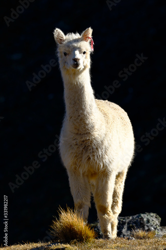 Lonely Alpaca (vicugna pacos) recorded at dawn on the slopes of a hill while feeding.