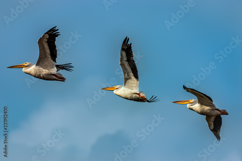 American White Pelicans in Flight