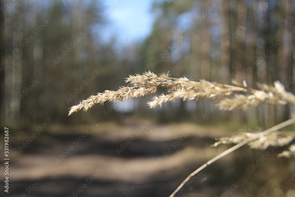 Naklejka premium Nature in close up