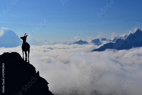Mountain goat is standing on the top of the hill. High mountains, white clouds below. Dolomites Italy.  © Anna